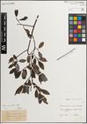 Foto von Salix myrsinifolia Salisb.
